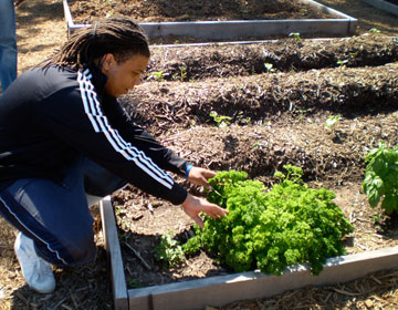 Philander Smith student Ahmad Williams works in the community garden. Photo by Shareese Kondo.