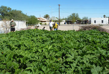 André Luiz de Oliveira Domingues and school parents check out the growth of the pumpkin patch. Photo courtesy of Amy Rebecca Mellor.
