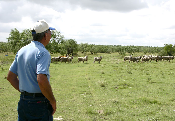 Modern-day shepherd Glen Fisher keeps a watchful eye on his flock.  Photos courtesy of the American Sheep Industry Association. 