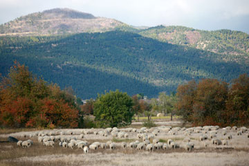 A large flock of sheep are pictured against hills in southwest Texas.