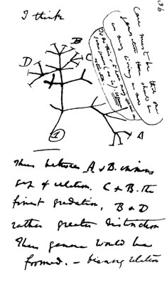Charles Darwin's first diagram of an evolutionary tree from his First Notebook on Transmutation of Species (1837) on view at the Museum of Natural History in Manhattan. Web-only photo courtesy of Wikipedia.