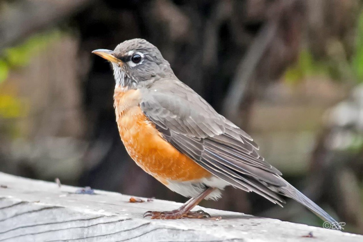 Photo of a robin by Bill Roberts