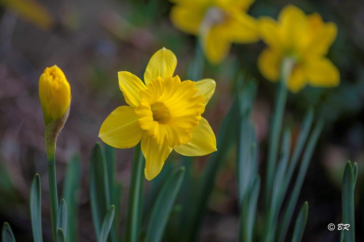Daffodils are seen as symbols of hope and life. Photo by Bill Roberts.