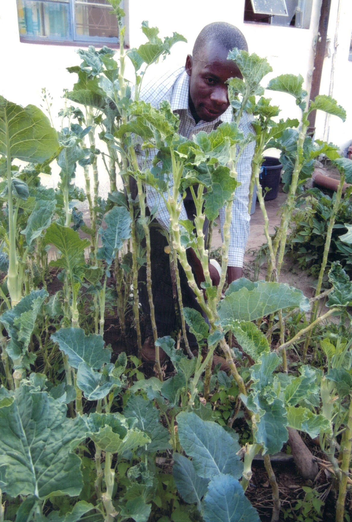 
Student pastor Adam Mutemachani tends to the garden at United Theological College in Harare, Zimbabwe. Photo by Eveline Chikwanah
