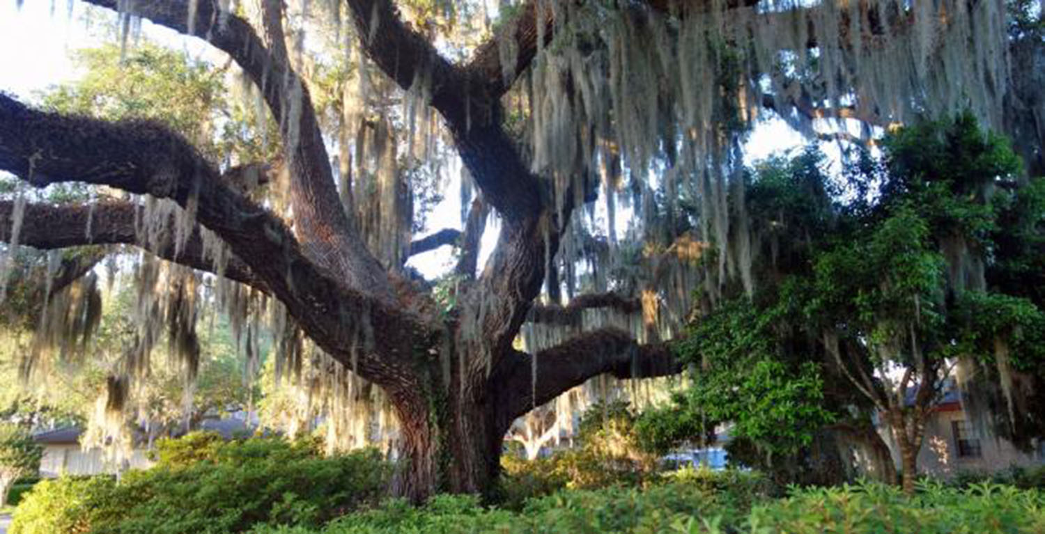 Versiculos De La Biblia Sobre El Cuidado De La Creacion Comienzo De Un Dialogo United Methodist News Service