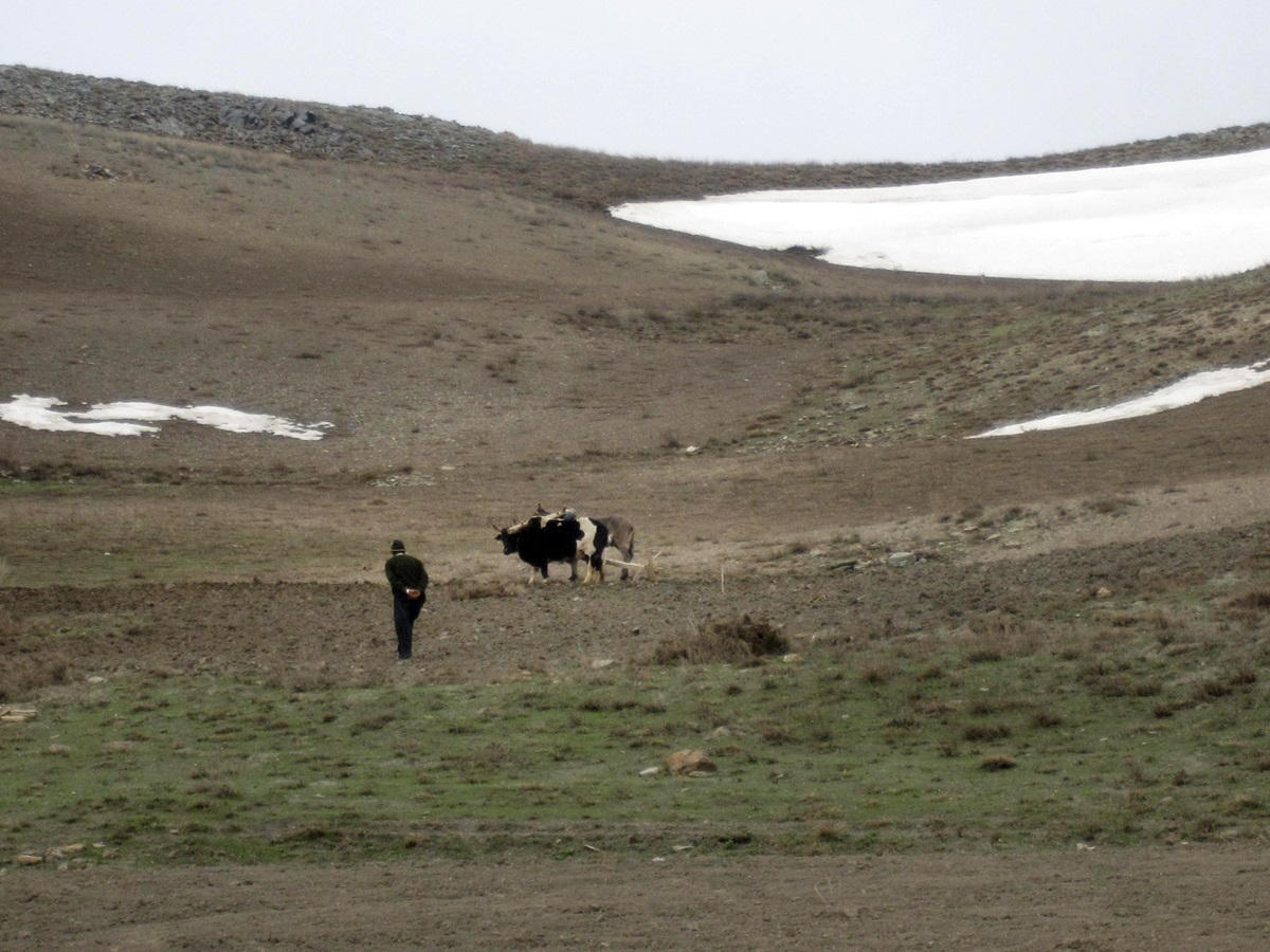 One of the community development programs in the central highlands of Afghanistan is crop experimentation for high-elevation agriculture. 