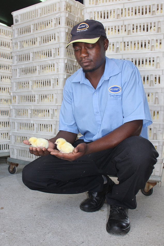 An Irvine employee holds chicks that will be shipped to customers who are establishing poultry production businesses.  Edwin Mgonyamo, an Africa University graduate, travels around the continent helping customers set up poultry businesses. Photo by Vicki Brown, UMNS