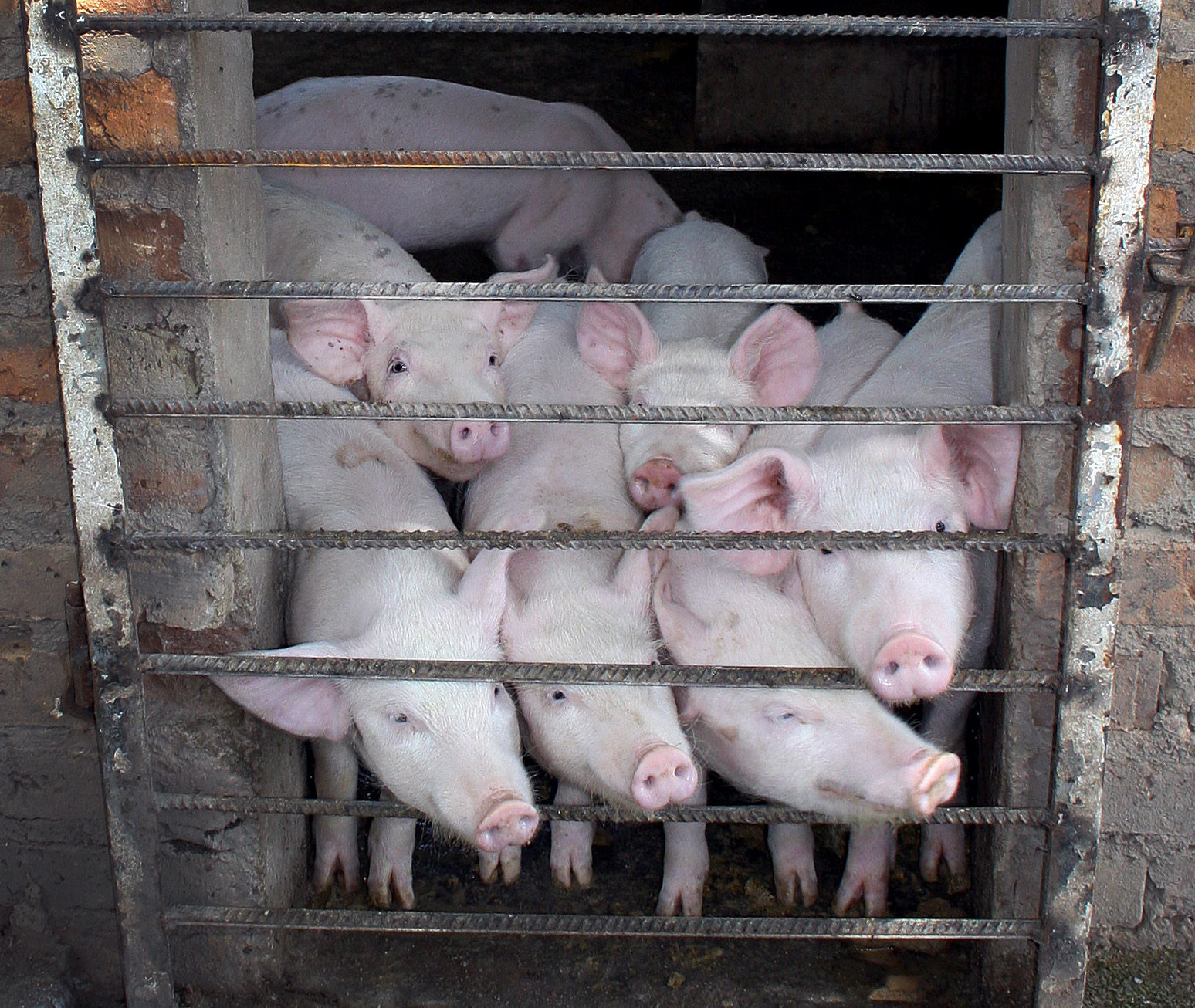 Projects like the piggery could help make the Home of Hope orphanage self-sustaining.