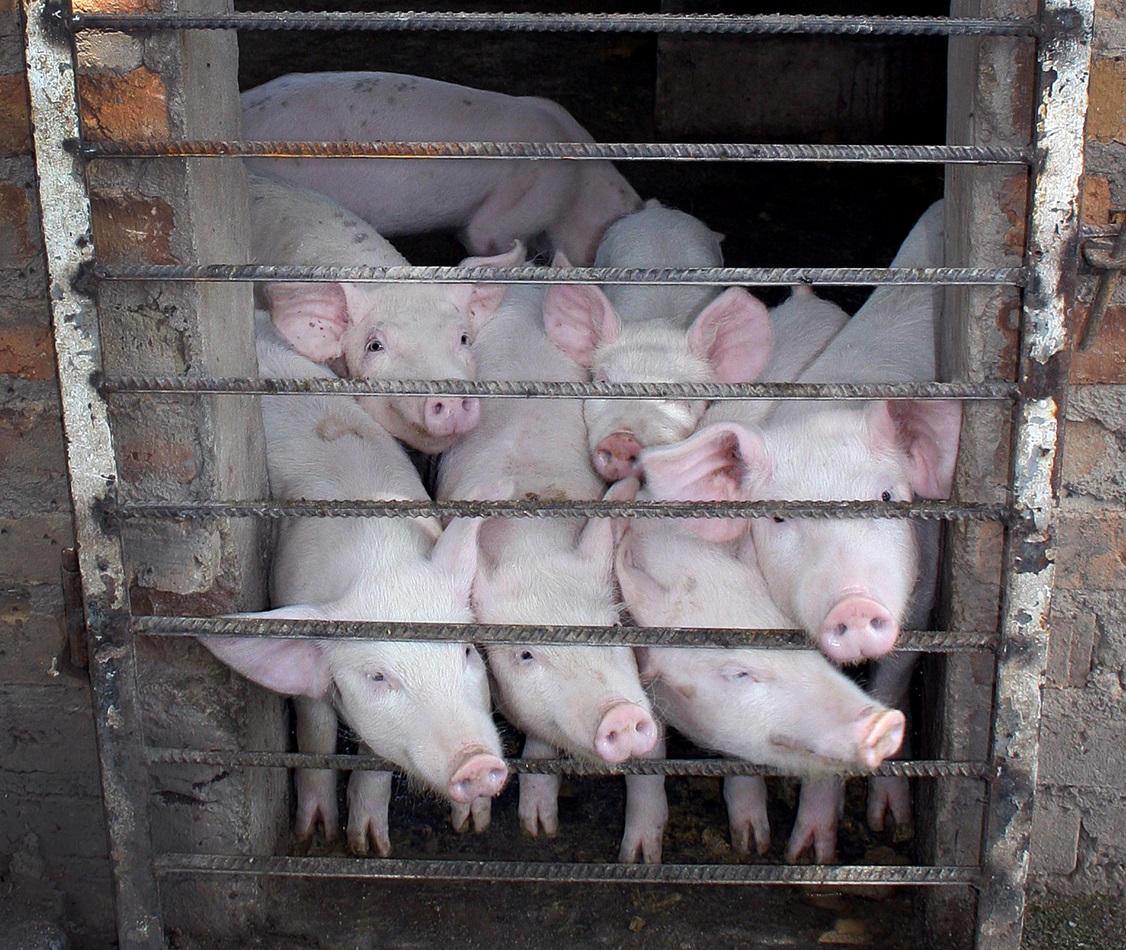 Projects like the piggery could help make the Home of Hope orphanage self-sustaining.