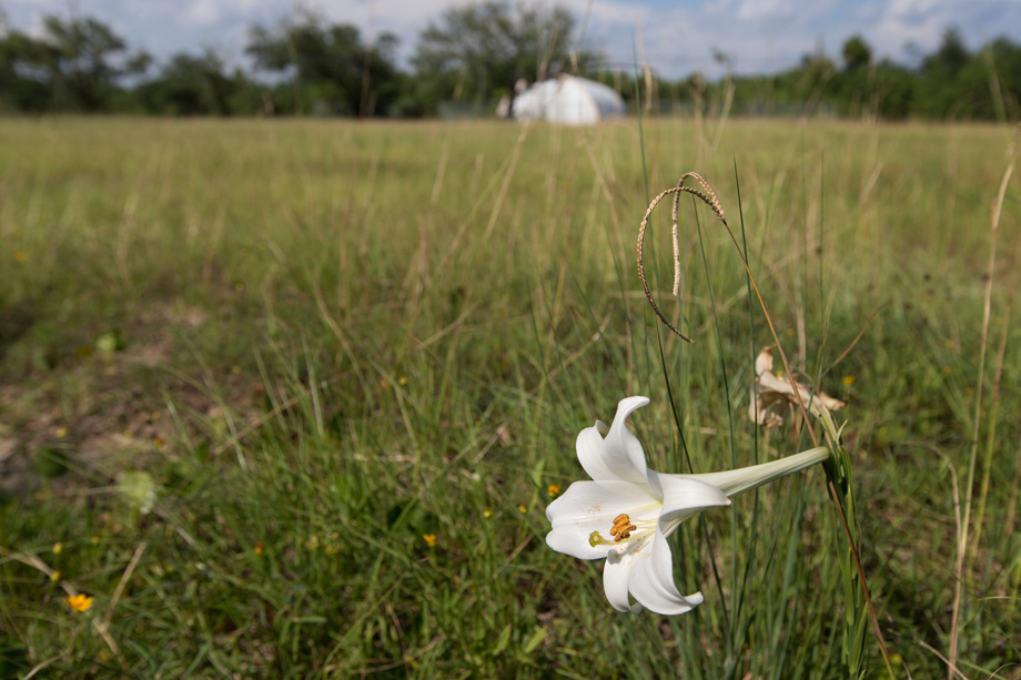 A lily blooms in an empty field at Gulfside Assembly in Waveland, Miss. The retreat center, which was destroyed by Hurricane Katrina, once served black Methodists from the church’s Central Jurisdiction during the segregation era. Photo by Mike DuBose, UMNS.