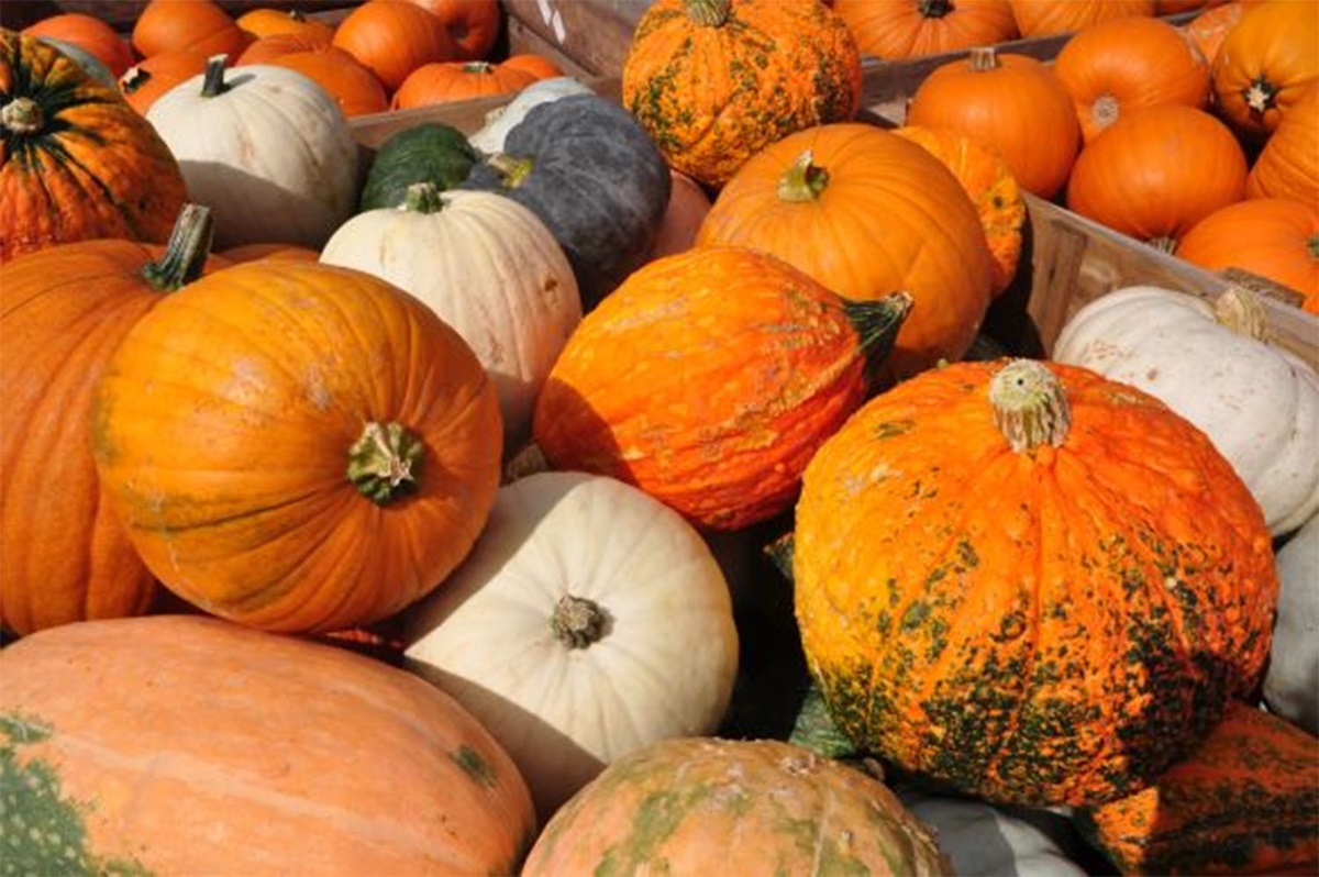 Bizcocho de Calabaza, image size:1200x798