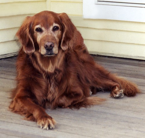 Lily was the beloved pet of Barbara Bailey Hutchison