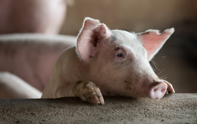 A pig peers over the top of its enclosure at the Africa University farm in Mutare, Zimbabwe. Photo by Mike DuBose, UMNS.