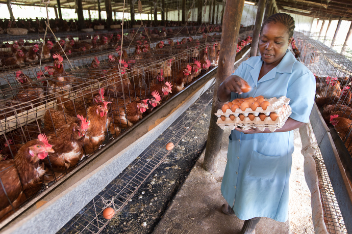 Naomie Chikosi gathers eggs at the Africa University farm in Mutare, Zimbabwe. Photo by Mike DuBose, UMNS.