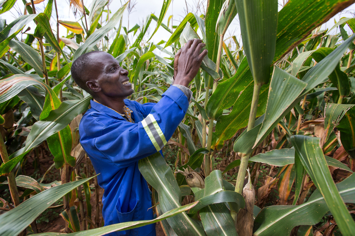 Robert Saundweme checks on the corn crop at the Africa University farm in Mutare, Zimbabwe. Photo by Mike DuBose, UMNS.