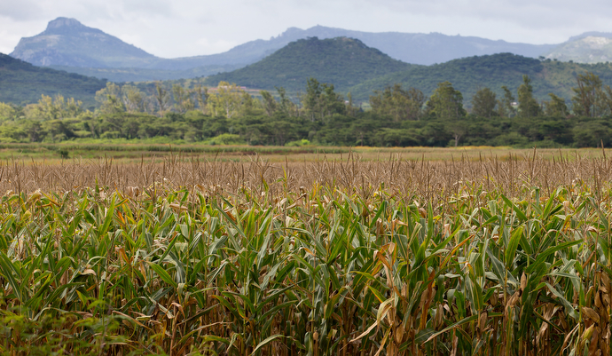 The farm at Africa University in Mutare, Zimbabwe, provides practical training for agriculture students as well as food for the campus dining hall. Photo by Mike DuBose, UMNS.