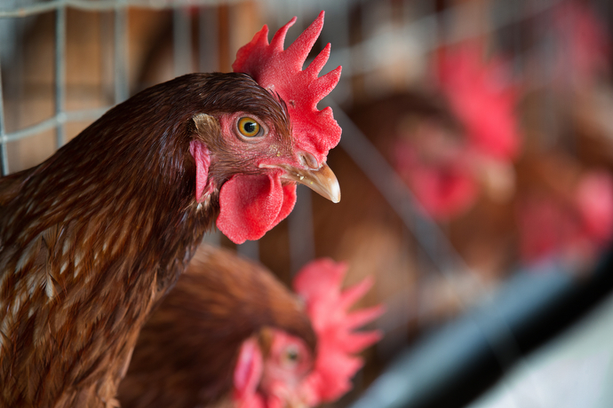 Chickens peer from their cages at the Africa University farm in Mutare, Zimbabwe. Photo by Mike DuBose, UMNS.