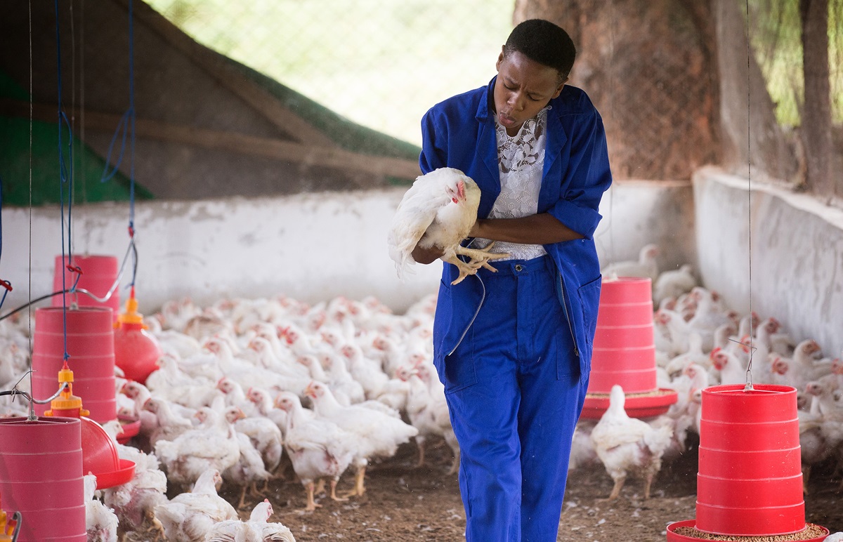 Agatha Muagura speaks softly to the chicken she has selected to slaughter as part of a training exercise at the Africa University farm in Mutare, Zimbabwe. Muagura, a freshman agriculture student from Mozambique, wants to be a farmer. 