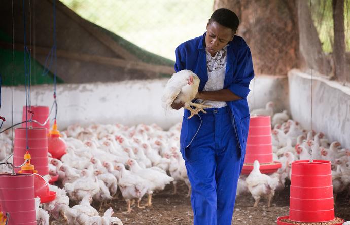 Des poulets regardent à travers leurs cages dans la ferme de Africa University à Mutare, au Zimbabwe. Photo de Mike DuBose, UMNS.
