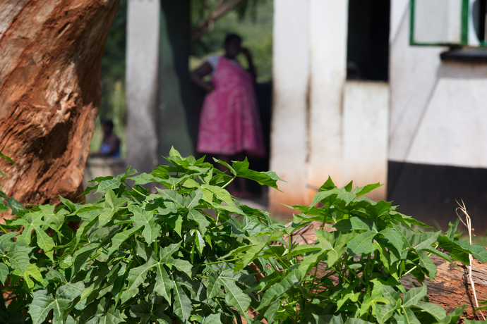 Chaya plants grow outside the waiting mother's shelter at The United Methodist Church's Old Mutare Mission in Mutare, Zimbabwe. The iron in chaya helps replenish that lost in childbirth. Photo by Mike DuBose, UMNS.