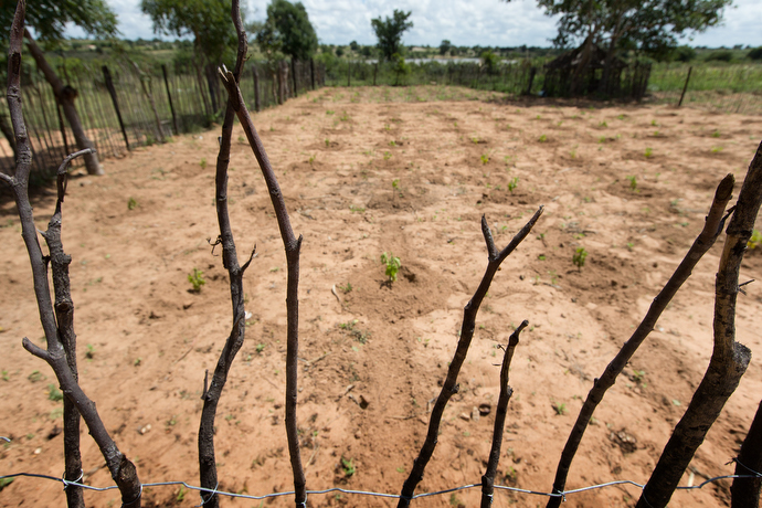 Chaya seedlings grow behind a rough fence in Chivi, one of Zimbabwe’s driest areas. The plants are prized for their drought resistance. Photo by Mike DuBose, UMNS.
