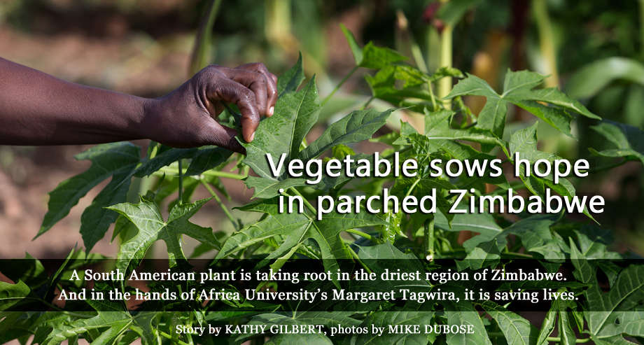 Chaya plants are thriving in Chivi, Zimbabwe. The shrub, commonly known as tree spinach, contains twice the protein, iron and calcium of spinach and six times Vitamin A of spinach. Africa University launched the Chaya Plant Project in Chivi, one of Zimbabwe’s driest areas, with hopes to improve public health in Africa. Story by Kathy L. Gilbert, photo by Mike DuBose, UMNS.