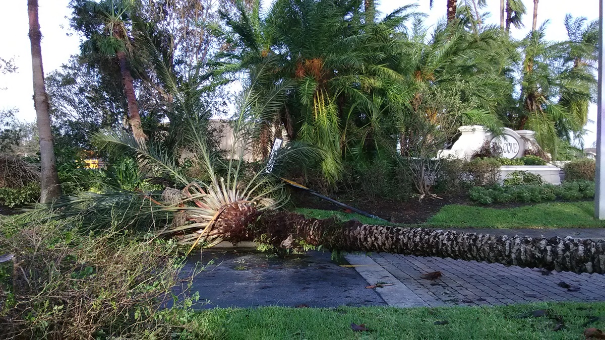 Downed trees in Ibis Cove Circle a neighborhood that includes Cornerstone United Methodist Church in Naples, Fla., from Hurricane Irma. Most of the homes are without power. 