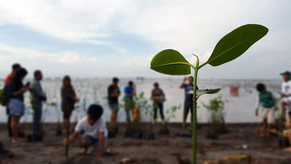 A newly planted mangrove sapling stands tall during the opening devotion of a tree-planting ceremony along the shore of Minanga River in the Philippines. Members of Greenhills United Methodist Church and Central United Methodist Church helped plant 320 mangrove trees to counteract climate change.  Photo courtesy of Jastine G. Narvaez.