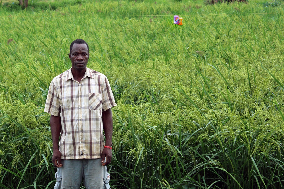 Gontorwon Neahn is one of the contractors tending the Gbarnga Mission Station swamp rice field in Liberia. The harvest from the mission station will supply most of the farmers with seed rice in the Gbarnga area. Photo by Julu Swen, UMNS.