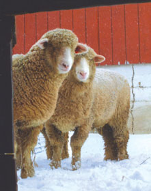 The faces of two ewes are framed in portraiture in a doorway.
