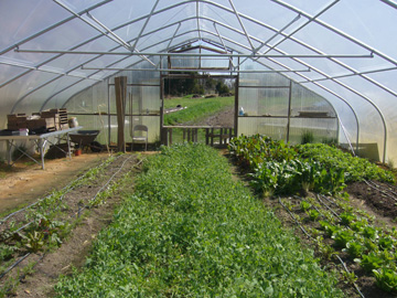 The greenhouse at Anathoth Community Garden in Cedar Grove, N.C. The greenhouse at Anathoth Community Garden in Cedar Grove, N.C.