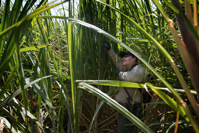 A helicopter from U.S. Customs and Border Protection's Air and Marine Operations agency flies over a sugar cane field in a search for people who were trying to evade border patrol agents. Photo by Mike DuBose, UMNS.