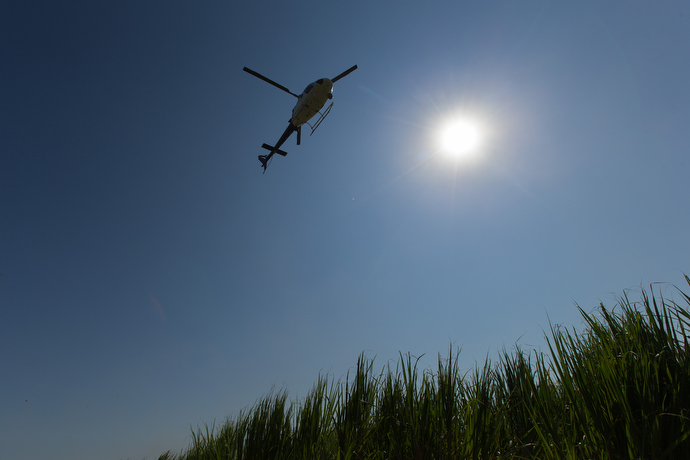 An agent from the U.S. Fish and Wildlife Service captures a man who had crossed into the U.S. illegally and had been hiding in a sugar cane field near McAllen. The wildlife officer, who is pointing to where other immigrants were hiding, had been helping border patrol agents search for a group who scattered into heavily wooded areas and nearby cane fields after they were spotted. Photo by Mike DuBose, UMNS.