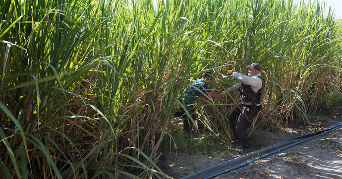 U.S. Border Patrol Agent David Weeks talks on the radio to direct a helicopter circling over a sugarcane field near McAllen, where people who had crossed into the United States illegally were hiding. Photo by Mike DuBose, UMNS.