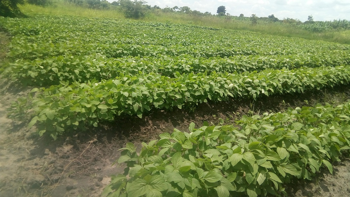 View of healthy soy beans growing at Madisi Farm in Malawai. Photo by Joseph Kaipa for UMNS.  View of healthy soy beans growing at Madisi Farm in Malawai. Photo by Joseph Kaipa for UMNS.