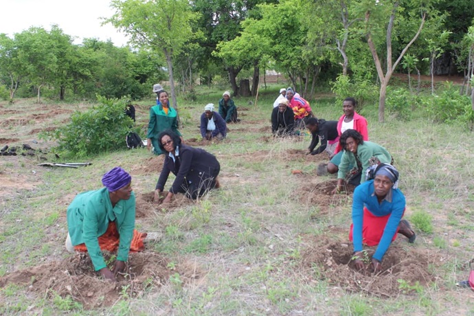 Communities around Buwerimwe village school in Zimbabwe are planting trees to help maintain forests in the fight against climate change. Photo by Kudzai Chingwe, UMNS