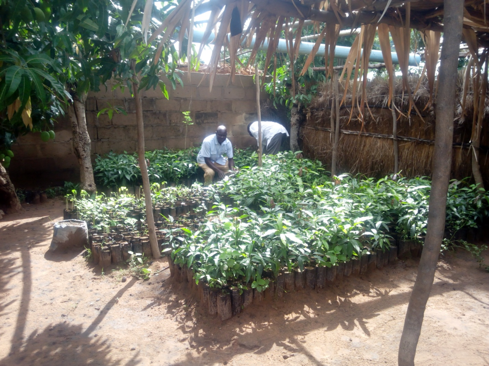 Mango seedlings ready for planting in Jalingo, Nigeria, are sheltered under thatch from the hot sun. Photo by Sharon Adamu Bambuka, UMNS. 