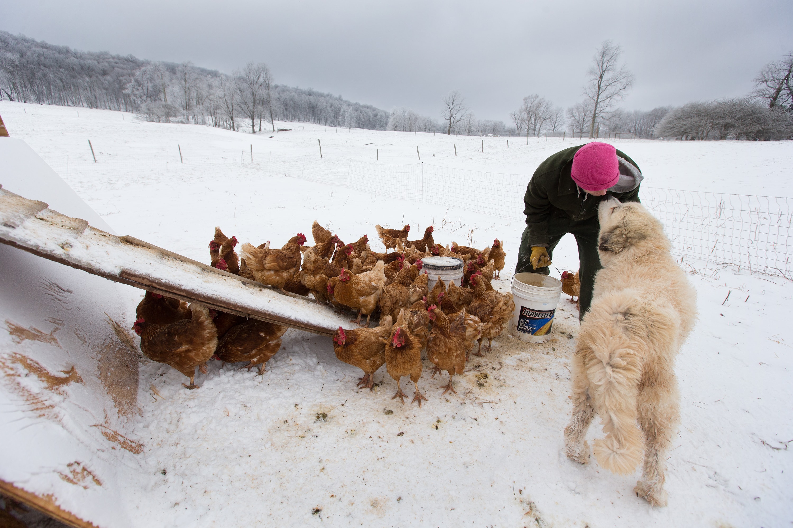 Andy, a recovering addict, gets a smooch from guard dog Tundra while feeding chickens at Brookside Farm, part of the Jacob's Ladder rehabilitation program in Aurora, W.Va. 