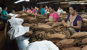 Most of the employees at the Tabacos de Oriente cigar factory in Danlí, Honduras, are women. After the tobacco leaves are cured, they are sorted by color and size. 