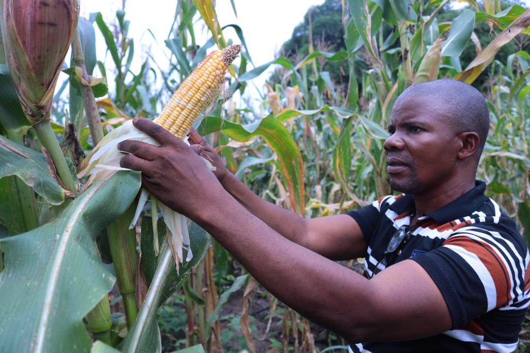 Mwinyi Taluhumbu, president of United Methodist Men in Eastern Congo, checks the corn in a field cultivated by the men’s group. The crop is providing cornmeal for pastors from United Methodist urban churches who are struggling amid the coronavirus confinement. Photo by Chadrack Tambwe Londe, UM News.