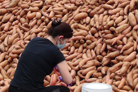 Volunteer Elyssa Bollinger packages gleaned sweet potatoes for distribution to local residents and for delivery to shut-ins during a socially distanced Society of St. Andrew “potato drop” at First United Methodist Church in Mt. Olive, N.C., where Bollinger is a member. Most of the loose potatoes were placed into pick-up trucks bound for feeding agencies and church food pantries. Photo by Michael Binger, Society of St. Andrew.