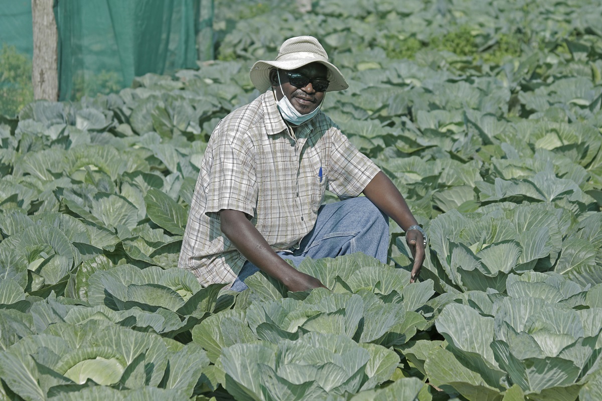 Engenheiro John Nday, orgulhando-se pela sua produção no projecto de Cambine no Cambine, Morrumbene. Foto de António Wilson. Engenheiro John Nday, orgulhando-se pela sua produção no projecto de Cambine no Cambine, Morrumbene. Foto de António Wilson.