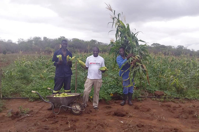 Staff from the Home of Hope Orphanage at the United Methodist Nyadire Mission in Zimbabwe harvest corn to feed the children living there. When the well serving the orphanage ran dry, the Nyadire Connection drilled a new well that has extra capacity for some irrigation. From left are: Tarasana Nyazvache, Emmanuel Chiimba and Justice Chimbwanda. Photo by Kudzai Chingwe, UM News.