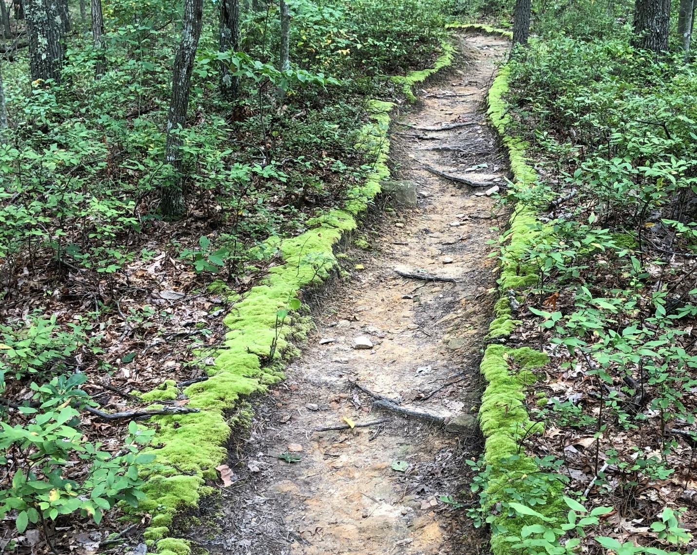 하나님은 우리에게 이 땅에서 생육하고 번성하라고 하셨다. 생육하고 번성하는 삶을 살기 위해, 창조 세계의 온전한 보전이 제자도의 중요한 영역을 차지한다. 사진, 김응선 목사, 연합감리교뉴스.