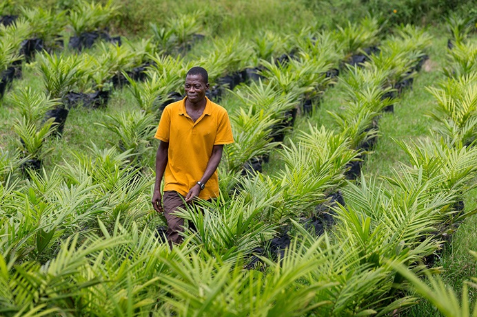 Peter Gomah checks on seedlings in the oil palm nursery at the United Methodist Ganta Mission Station in Ganta, Liberia, in 2017. The denomination’s Board of Global Ministries during its March board meeting approved $2 million for self-sustaining food production in Africa in honor of the late Bishop John K. Yambasu. File photo by Mike DuBose, UM News. Peter Gomah checks on seedlings in the oil palm nursery at the United Methodist Ganta Mission Station in Ganta, Liberia, in 2017. The denomination’s Board of Global Ministries during its March board meeting approved $2 million for self-sustaining food production in Africa in honor of the late Bishop John K. Yambasu. File photo by Mike DuBose, UM News.