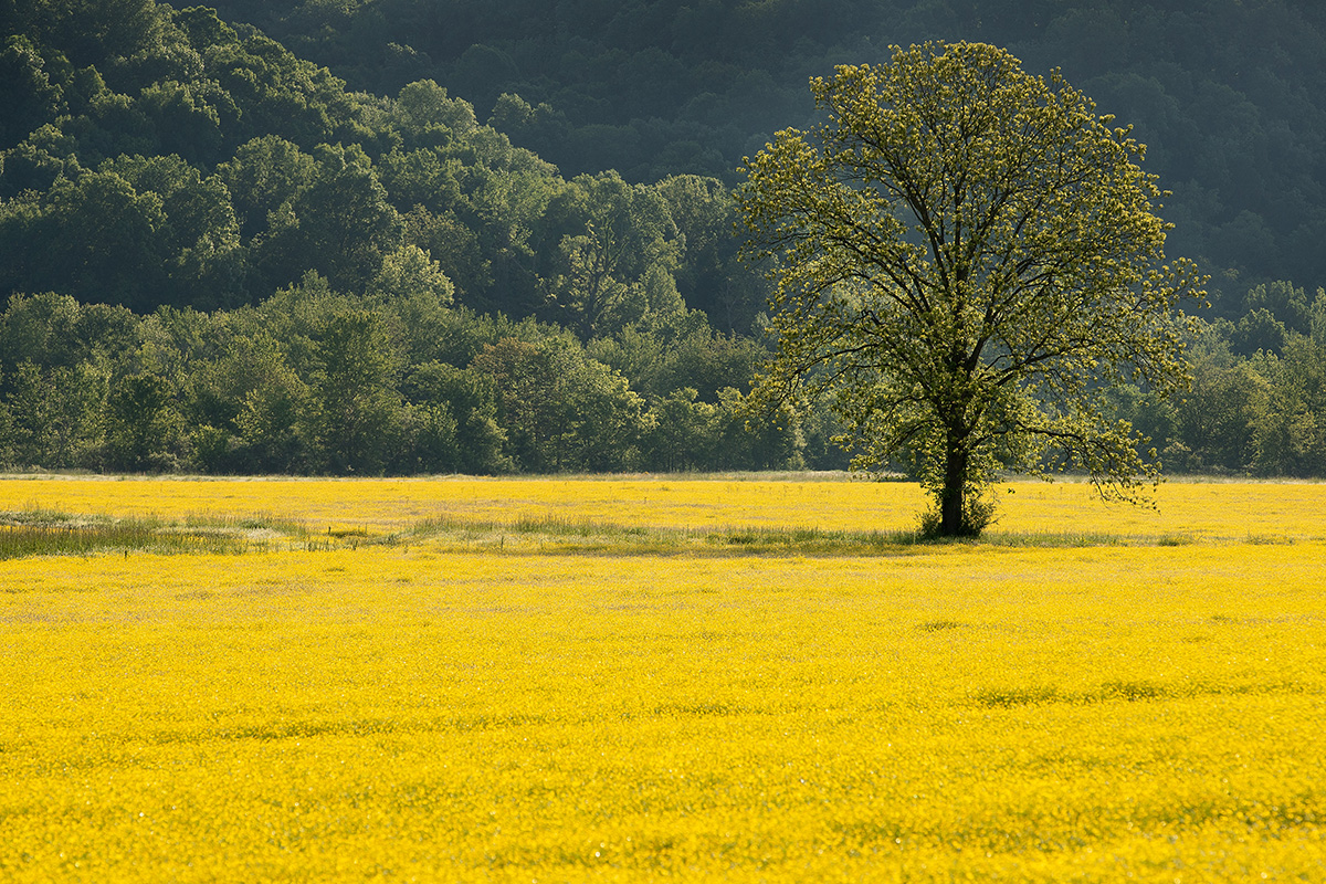 Spring flowers bloom in a farm field near Ashland City, Tenn., in 2020. Agencies of The United Methodist Church are committed to achieving net-zero greenhouse gas emissions by 2050, a goal announced on Earth Day. File photo by Mike DuBose, UM News. Spring flowers bloom in a farm field near Ashland City, Tenn., in 2020. Agencies of The United Methodist Church are committed to achieving net-zero greenhouse gas emissions by 2050, a goal announced on Earth Day. File photo by Mike DuBose, UM News.