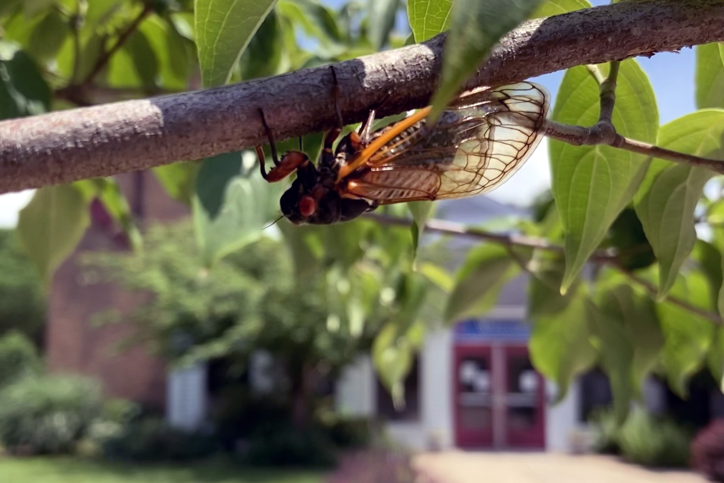 Brood X cicadas are currently a common sight and sound on the grounds of Trinity United Methodist Church, in Germantown, Maryland. The church is in the background. Photo courtesy of the Rev. Bonnie Scott.