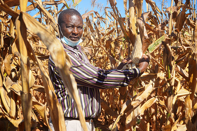Emmanuel Chiimba checks on the maize crop at Home of Hope, the orphanage at Nyadire United Methodist Mission in Mutoko, Zimbabwe. Photo by Kudzai Chingwe, UM News.