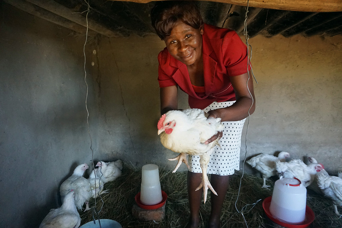 Tackilar Mawoneke holds one of the chickens she received in a partnership between United Methodists in Zimbabwe’s Makoni Buhera District and Indiana’s Northwest District. Photo by Kudzai Chingwe, UM News. 