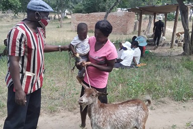Anoziva  Sisimayi and her son Kudzai Gombakomba receive a goat from the Rev. Austern Chepiri in Mujaji, Zimbabwe. A goat breeding program sponsored by the Western Pennsylvania Conference of The United Methodist Church has helped more than 100 orphans and vulnerable children in Zimbabwe. Photo by Pastor Hillary Mukahanana. Anoziva  Sisimayi and her son Kudzai Gombakomba receive a goat from the Rev. Austern Chepiri in Mujaji, Zimbabwe. A goat breeding program sponsored by the Western Pennsylvania Conference of The United Methodist Church has helped more than 100 orphans and vulnerable children in Zimbabwe. Photo by Pastor Hillary Mukahanana.